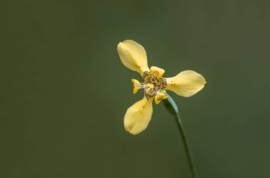 Fan Iris çiçekleri, Havari bitkisi, Neomarica longifolia (Link & Otto) Sprague, Iridaceae, yıl boyunca açan sarı çiçekler.