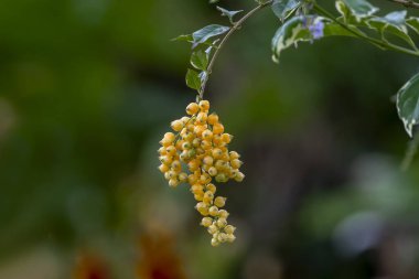 Sinyo yaramaz (Duranta Erecta L) popüler bir süs bitkisidir. Bu bitki sık sık ateş ve kaşınan deri için de kullanılır..
