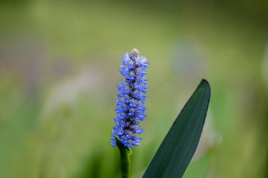 Pontederia cordata, Amerikan kıtasında yetişen tek tip bir su bitkisidir. Gölet kenarları ve la dahil olmak üzere çeşitli sulak alanlarda yetişir.