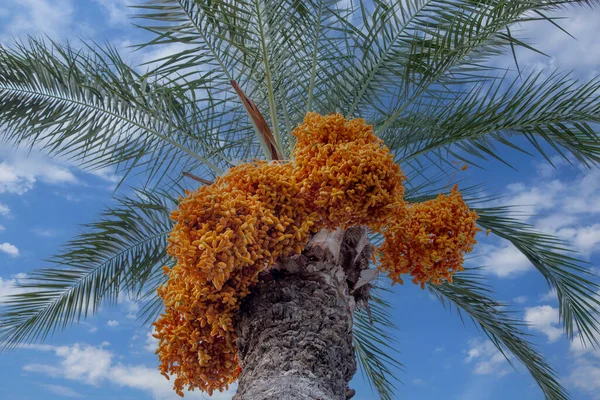 Ripening fruits on trees of date palms. Date palms have an important place in advanced desert agriculture of the Middle East