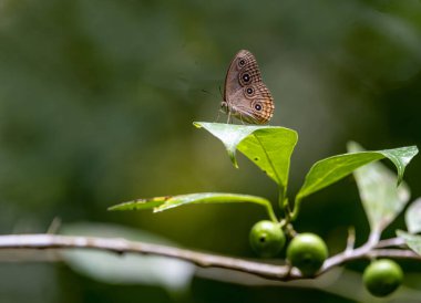 Bitki Lohora (Lohora) ophthalmicus kelebeği