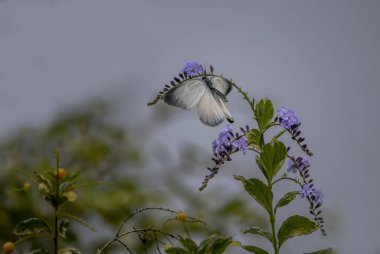 Delias pasithoe kelebeği