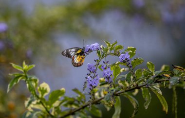 Delias pasithoe kelebeği