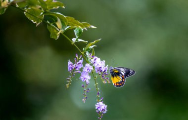 Delias pasithoe kelebeği