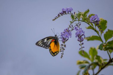 Delias pasithoe kelebeği