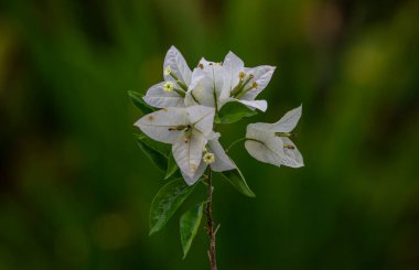Beyaz Bougainvillea. Beyaz çiçekler. Çiçekli güzel begonvil çiçekleri var. Bougainvillea Bahçedeki Beyaz Çiçek