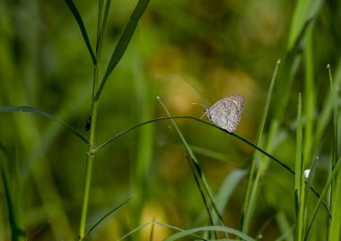 Pedaliodes, Nymphalidae familyasından Palearktik bölgede yaşayan bir kelebek cinsidir..