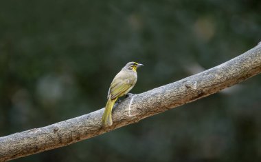 Ağzında kırmızı bir tohum olan çizgili boğaz Bulbul çatıda duruyor.