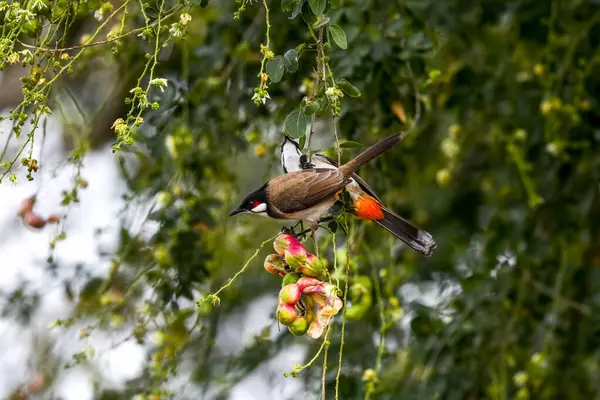 Red-whiskered Bulbul bird in Nilagiri wild forest, listening their sound brings beauty