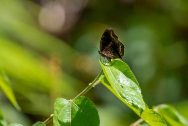 Çikolatalı Pansy Kelebeği (Junonia iphita) dinleniyor