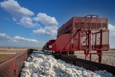 Türkiye - İzmir 06 Ekim 2023; Menemen ovasında pamuk toplama aracından traktör römorkuna pamuk taşınıyor.