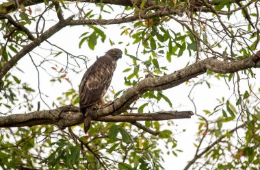 Ayrıca ortak pern bilinen yakın çekim portre Avrupa arı şahini (Pernis apivorus). Sarı gözlü yırtıcı güzel kuş.