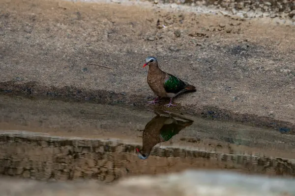 Gray-capped Emerald Dove, Common Emerald Dove, Emerald Dove Emerald Dove Green-winged Dove Chalcophaps indica standing by the water.