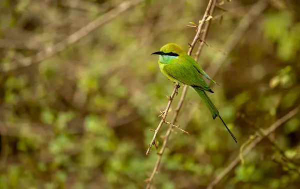 The Asian green bee-eater, also known as the little green bee-eater and green bee-eater in Sri Lanka, is a passerine bird from the bee-eater family.