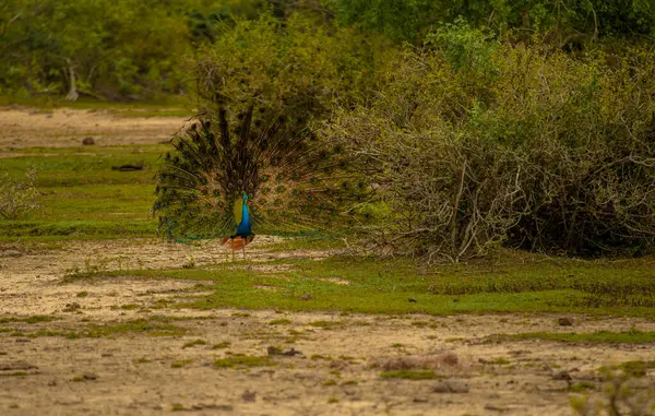 Peacock Nombre Dado Dos Especies Aves Del Género Pavo Familia — Foto de Stock