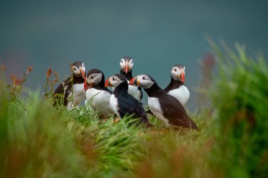 Atlantik martısı (Fratercula arktica), yaygın martı olarak da bilinir..