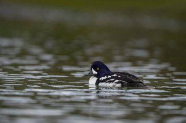 Goldeneye (Bucephala clangula), Anatidae familyasından orta büyüklükte bir deniz ördeği türü. Yakın akrabası Bucephala adlandica 'dır. Türkçe adı; altın göz.