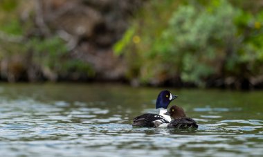 Goldeneye (Bucephala clangula), Anatidae familyasından orta büyüklükte bir deniz ördeği türü. Yakın akrabası Bucephala adlandica 'dır. Türkçe adı; altın göz.