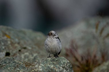 Kar Bunting, Plectrophenax nivalis, Grönland kuşları (Pied Chint
