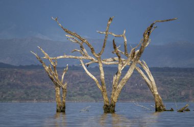 Kenya, Naviasha Gölü. Nairobi 'nin kuzeybatısında, Nakuru County' nin Naivasha kasabasının dışında bir tatlı su gölüdür. Tekneyle göl gezisi. Sudaki ağaçlar.