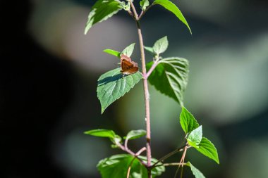 Abisara Erecherius, Plum Judy, Punch and Judies familyasından Asya 'da bulunan küçük ama güzel bir kelebek türü..