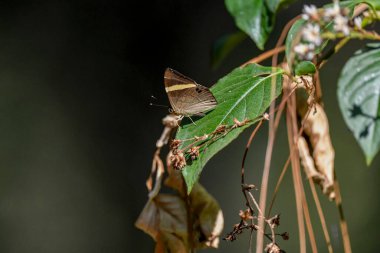 Bitkinin üzerinde Kara Judy (Abisara fylla) kelebeği var. Tayland Kelebekleri.