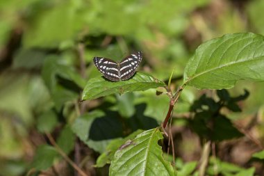 Güzel bir Neptis hylas (Yaygın Denizci) Kelebek Kanatlarını Açıyor - Görüntüyü Kapat