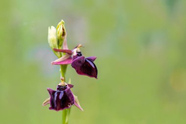 Arı orkidesi çiçekleri - Ophrys apifera - yaz başında çimenli bir çayırda çiçek açıyor