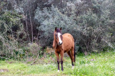 Yeşillik içinde at otlatıyor.