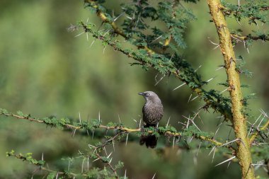 Kenya kırsalındaki ağaç dalında Havari Kuşu