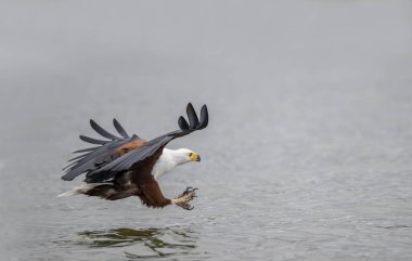 Afrika Balık Kartalı, haliaeetus vocifer, Yetişkin uçuşu, Chobe Nehri, Botswana Okavango Deltası