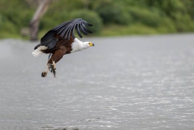 Afrika Balık Kartalı, haliaeetus vocifer, Yetişkin uçuşu, Chobe Nehri, Botswana Okavango Deltası