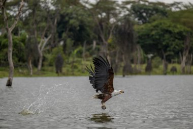 Afrika Balık Kartalı, haliaeetus vocifer, Yetişkin uçuşu, Chobe Nehri, Botswana Okavango Deltası