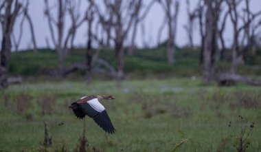 Kenya 'da Mara nehri boyunca uçan bir Mısırlı Kaz.