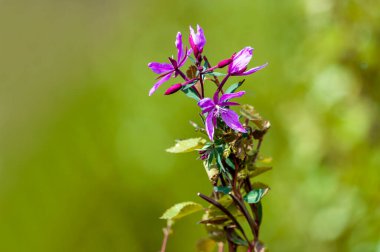 Cüce ateş otu ya da dağ vadisinde çiçek açan Chamaenerion latifolium..