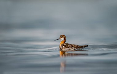 Kızıl boyunlu Phalarope - Kuzey Amerika ve Avrasya 'nın Arktik bölgelerinde üreyen Phalaropus lobatus küçük kuşu göçmendir ve kışı tropikal okyanuslarda denizde geçirir. Türkçe isim; deniz düdüğü yapımcısı