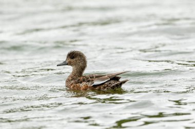 Dişi gadwall ördeği (Anas strepera), ilkbaharda Magnuson Park, Seattle 'da dalgalanmalar ve çoğunlukla yeşil yansımalarla dolu bir gölde yüzer..