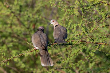 Güney Afrika 'daki Kruger Ulusal Parkı' ndaki Satara 'da kırmızı gözlü kumru..