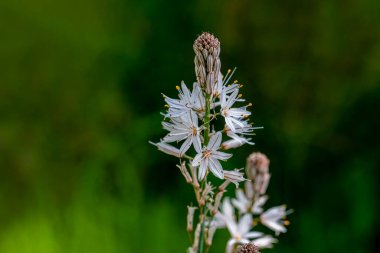 Asphodelus microcarpus - bir soğanın panoramasını kapat