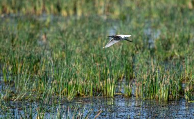 Srilanka 'da uçan Ardeola bakterileri