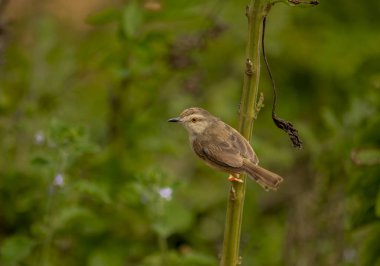 Bir ormanın ucuna tünemiş küçük düz bir prinia kuşu. düz yazdırma