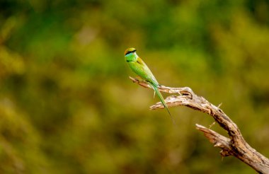 Mavi kuyruklu arı yiyici (Merops philippinus), Meropidae familyasından bir kuş türü. Güney ve Güneydoğu Asya 'ya, Tayland' da Kuş 'a yaygın olarak dağıtılır..
