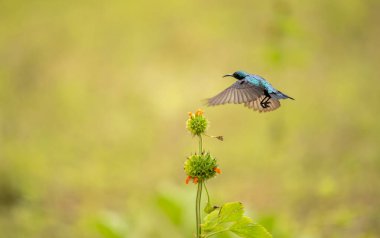 Vahşi menekşe sırtlı sinekkuşu. Yeşil kuyruklu sinekkuşu kolibri fotoğrafı.