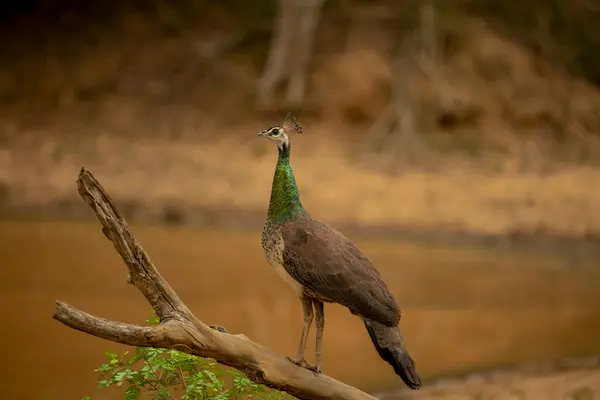Peacock Nombre Dado Dos Especies Aves Del Género Pavo Familia — Foto de Stock