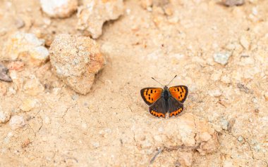 Benekli Bakır (Lycaena phlaeas) Kelebeği Yamanlar Dağı 'nın toprak zemininde.