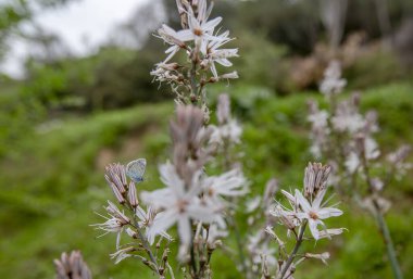 Yamanlar Dağı 'ndaki Asphodelus' ta mavi çok gözlü (Polyommatus icarus) kelebek.
