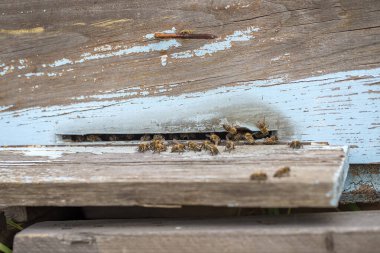 Kovan girişinde bal arıları