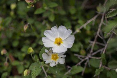 Cistus creticus - Laden, Kistaceae familyasından beyaz veya pembe çiçekli bir bitki türüdür..