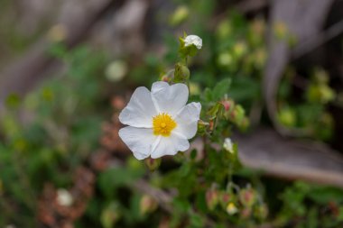 Cistus creticus - Laden, Kistaceae familyasından beyaz veya pembe çiçekli bir bitki türüdür..