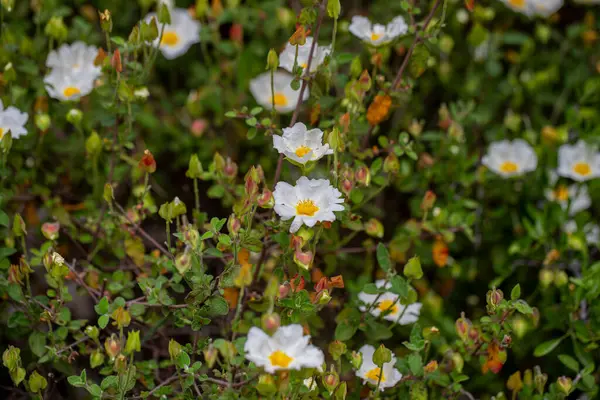 Cistus creticus - Laden, Kistaceae familyasından beyaz veya pembe çiçekli bir bitki türüdür..